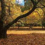 Parque Calmachicho Villa Langostura Neuquen Argentina Alquiler 3 Calma Chicho La Angostura