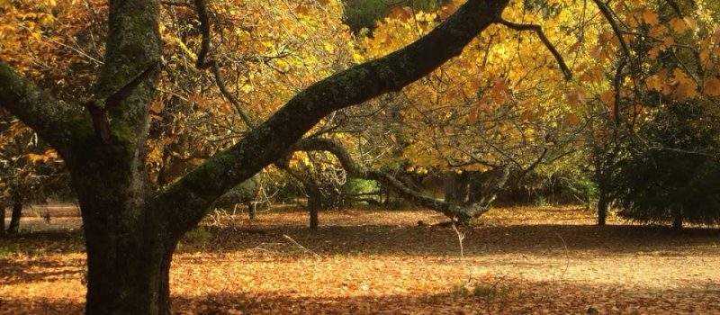 Parque Calmachicho Villa Langostura Neuquen Argentina Alquiler 3 Calma Chicho La Angostura